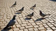Six pigeons dispersés et immobiles sur les pavés clairs d'une place déserte en plein midi d'été, ombres dures projetées sur la pierre blanchie par le soleil